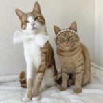 『solとleaのおうち』公式ブロガー デビュー！